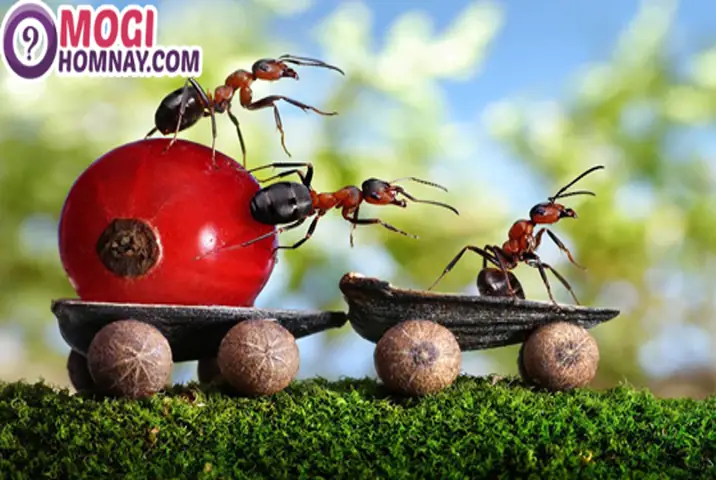 Giải Mã Điềm Báo Về Kiến Bò Vào Nhà: Ý Nghĩa Phong Thủy Tốt Xấu Cho Gia Chủ Giải Mã Điềm Báo Về Kiến Bò Vào Nhà: Ý Nghĩa Phong Thủy Tốt Xấu Cho Gia Chủ