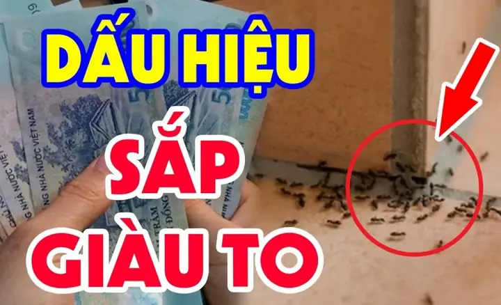Giải Mã Điềm Báo Về Kiến Bò Vào Nhà: Ý Nghĩa Phong Thủy Tốt Xấu Cho Gia Chủ Giải Mã Điềm Báo Về Kiến Bò Vào Nhà: Ý Nghĩa Phong Thủy Tốt Xấu Cho Gia Chủ