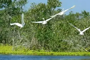 Khám Phá Du Lịch Miệt Thứ Kiên Giang: Vùng Sông Nước Và Sinh Thái Cho Người Đi Tự Túc