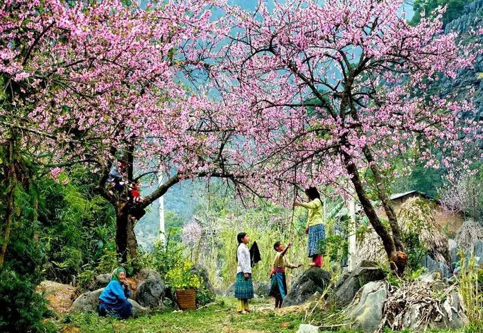 Lịch Trình Du Xuân Mộc Châu Đầu Xuân: Địa Điểm, Thời Gian Hoa Nở Và Mẹo Du Lịch Cho Người Mới Lịch Trình Du Xuân Mộc Châu Đầu Xuân: Địa Điểm, Thời Gian Hoa Nở Và Mẹo Du Lịch Cho Người Mới