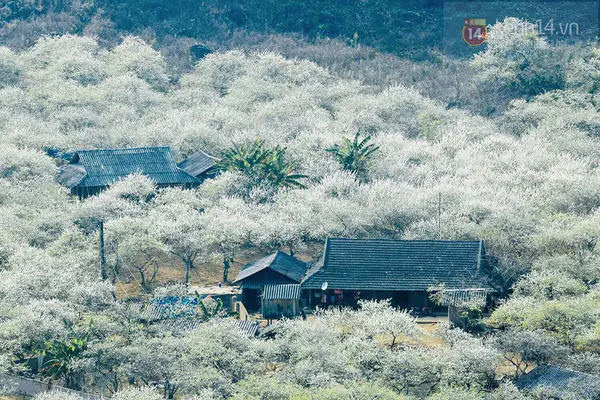 Lịch Trình Du Xuân Mộc Châu Đầu Xuân: Địa Điểm, Thời Gian Hoa Nở Và Mẹo Du Lịch Cho Người Mới Lịch Trình Du Xuân Mộc Châu Đầu Xuân: Địa Điểm, Thời Gian Hoa Nở Và Mẹo Du Lịch Cho Người Mới