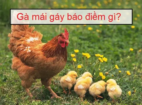 Giải Mã Điềm Báo Gà Mái Gáy: Tốt Hay Xấu, Nguyên Nhân Âm Dương Đảo Lộn Và Cách Hóa Giải