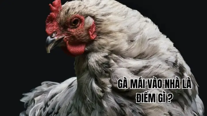 Giải Mã Gà Mái Vào Nhà Đẻ Trứng Là Điềm Gì Cho Gia Chủ Và Ý Nghĩa Tài Lộc