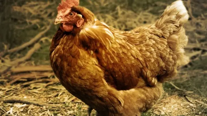 Giải Mã Gà Mái Vào Nhà Đẻ Trứng Là Điềm Gì Cho Gia Chủ Và Ý Nghĩa Tài Lộc