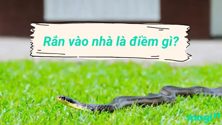 Giải Mã Điềm Báo Gặp Rắn Trong Vườn Nhà: Tốt Hay Xấu Và Cách Ứng Phó Giải Mã Điềm Báo Gặp Rắn Trong Vườn Nhà: Tốt Hay Xấu Và Cách Ứng Phó