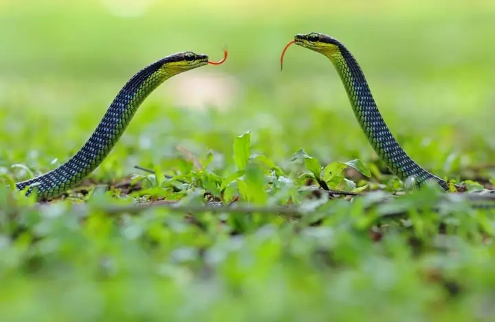 Giải Mã Điềm Báo Gặp Rắn Trong Vườn Nhà: Tốt Hay Xấu Và Cách Ứng Phó Giải Mã Điềm Báo Gặp Rắn Trong Vườn Nhà: Tốt Hay Xấu Và Cách Ứng Phó