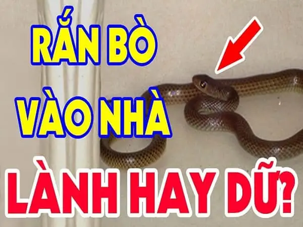 Giải Mã Điềm Báo Gặp Rắn Trong Vườn Nhà: Tốt Hay Xấu Và Cách Ứng Phó Giải Mã Điềm Báo Gặp Rắn Trong Vườn Nhà: Tốt Hay Xấu Và Cách Ứng Phó