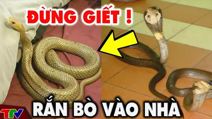 Giải Mã Điềm Báo Gặp Rắn Trong Vườn Nhà: Tốt Hay Xấu Và Cách Ứng Phó Giải Mã Điềm Báo Gặp Rắn Trong Vườn Nhà: Tốt Hay Xấu Và Cách Ứng Phó