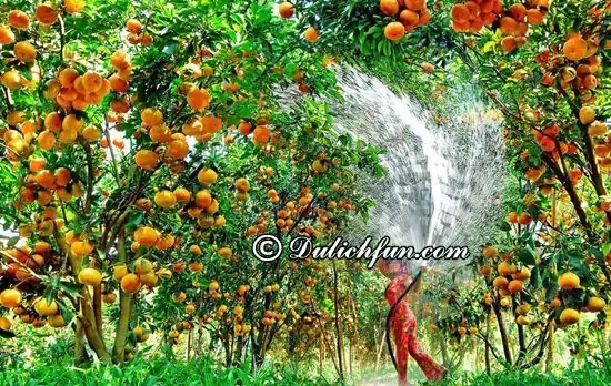 Cập Nhật Giá Vé Cù Lao An Bình Mới Nhất Cho Du Khách Tự Túc Và Đi Tour Cập Nhật Giá Vé Cù Lao An Bình Mới Nhất Cho Du Khách Tự Túc Và Đi Tour