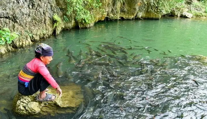 Cập Nhật Chi Tiết Giá Vé Tham Quan Suối Cá Thần Cẩm Lương Thanh Hóa Mới Nhất Cập Nhật Chi Tiết Giá Vé Tham Quan Suối Cá Thần Cẩm Lương Thanh Hóa Mới Nhất