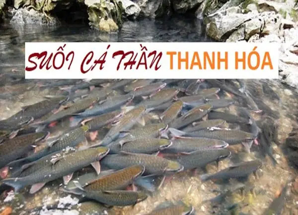 Cập Nhật Chi Tiết Giá Vé Tham Quan Suối Cá Thần Cẩm Lương Thanh Hóa Mới Nhất Cập Nhật Chi Tiết Giá Vé Tham Quan Suối Cá Thần Cẩm Lương Thanh Hóa Mới Nhất