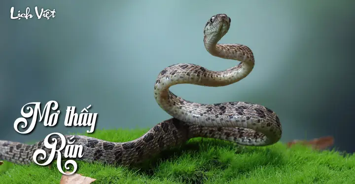 Giải Mã Ý Nghĩa Và Điềm Báo Giấc Mơ Thấy Rắn Cho Người Hay Gặp Giấc Mơ Này Giải Mã Ý Nghĩa Và Điềm Báo Giấc Mơ Thấy Rắn Cho Người Hay Gặp Giấc Mơ Này
