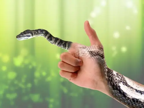 Giải Mã Ý Nghĩa Và Điềm Báo Giấc Mơ Thấy Rắn Cho Người Hay Gặp Giấc Mơ Này Giải Mã Ý Nghĩa Và Điềm Báo Giấc Mơ Thấy Rắn Cho Người Hay Gặp Giấc Mơ Này
