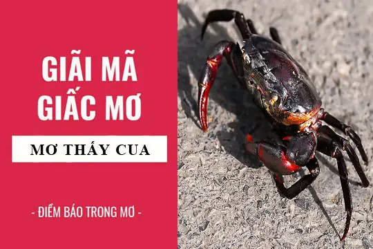 Giải Mã Giấc Mơ Thấy Ghẹ: Ý Nghĩa, Biểu Tượng & Dự Đoán Số May Mắn