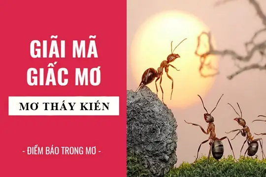 Giải Mã Giấc Mơ Thấy Kiến: Ý Nghĩa Và Điềm Báo Lành Dữ Theo Từng Trường Hợp