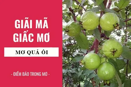 Giải Mã Giấc Mơ Thấy Quả Ổi: Ý Nghĩa, Điềm Báo Và Con Số May Mắn