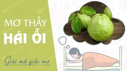 Giải Mã Giấc Mơ Thấy Quả Ổi: Ý Nghĩa, Điềm Báo Và Con Số May Mắn