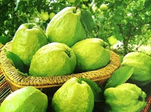 Giải Mã Giấc Mơ Thấy Quả Ổi: Ý Nghĩa, Điềm Báo Và Con Số May Mắn