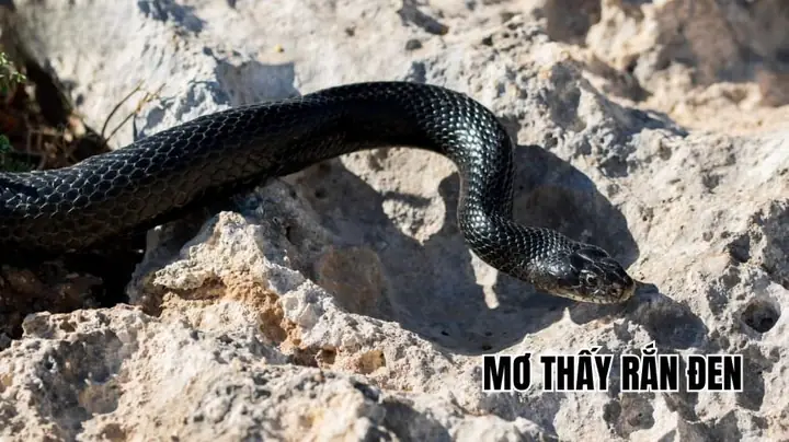 Giải Mã Giấc Mơ Thấy Rắn Đen: Ý Nghĩa, Dấu Hiệu Và Cách Giải Thích
