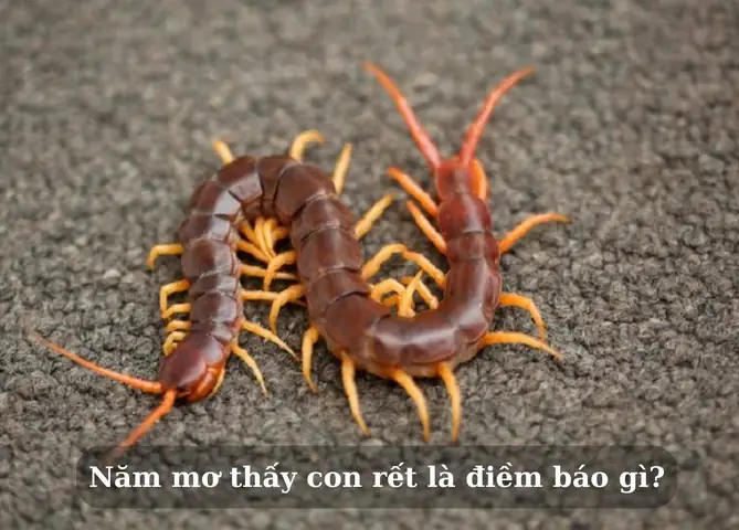 Giải Mã Giấc Mơ Thấy Rết: Ý Nghĩa Điềm Báo Tốt Xấu Và Con Số May Mắn Giải Mã Giấc Mơ Thấy Rết: Ý Nghĩa Điềm Báo Tốt Xấu Và Con Số May Mắn