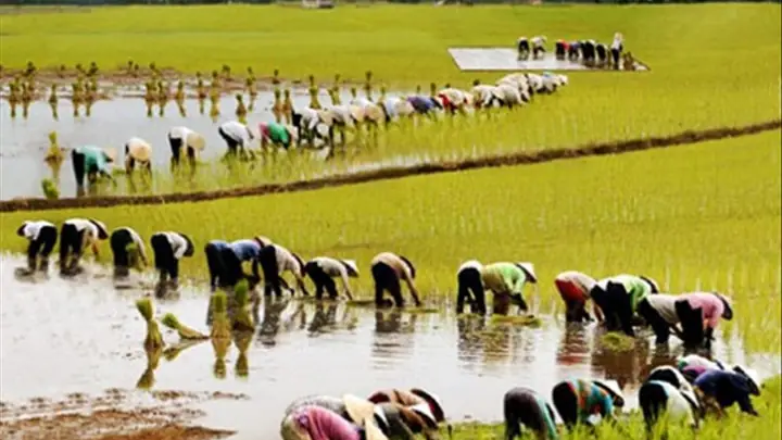 Giải Mã Giấc Mơ Thấy Thu Lúa: Ý Nghĩa, Điềm Báo Và Con Số May Mắn Giải Mã Giấc Mơ Thấy Thu Lúa: Ý Nghĩa, Điềm Báo Và Con Số May Mắn