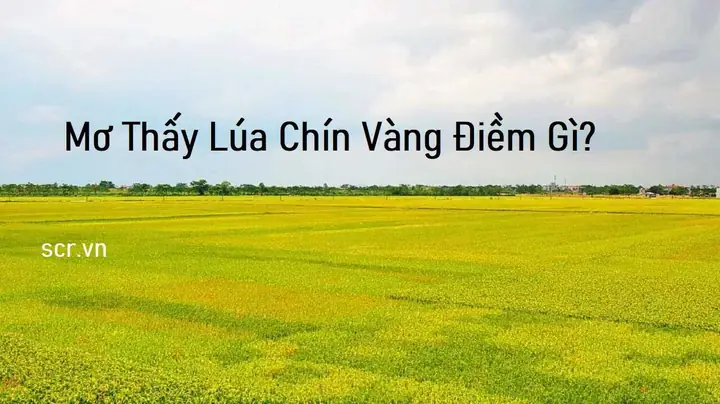Giải Mã Giấc Mơ Thấy Thu Lúa: Ý Nghĩa, Điềm Báo Và Con Số May Mắn Giải Mã Giấc Mơ Thấy Thu Lúa: Ý Nghĩa, Điềm Báo Và Con Số May Mắn