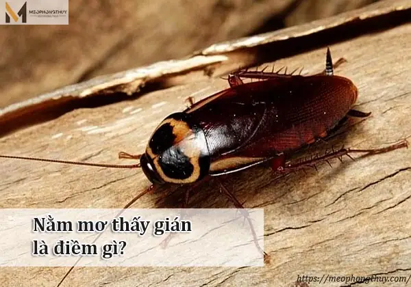 Giải Mã Gián Vào Phòng Ngủ Là Điềm Gì Theo Phong Thủy Và Khoa Học Cho Gia Chủ