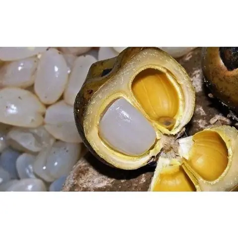 Mua Hạt Đác Tươi Sạch Nha Trang Giá Rẻ: Giá 1kg Và Nơi Bán Uy Tín Mua Hạt Đác Tươi Sạch Nha Trang Giá Rẻ: Giá 1kg Và Nơi Bán Uy Tín