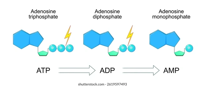 Tải Ngay Hình Ảnh Atp: Bộ Sưu Tập Đồ Họa Vector, 3d & Cấu Trúc Phân Tử Cho Nhà Thiết Kế & Nhà Khoa Học Tải Ngay Hình Ảnh Atp: Bộ Sưu Tập Đồ Họa Vector, 3d & Cấu Trúc Phân Tử Cho Nhà Thiết Kế & Nhà Khoa Học