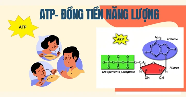 Tải Ngay Hình Ảnh Atp: Bộ Sưu Tập Đồ Họa Vector, 3d & Cấu Trúc Phân Tử Cho Nhà Thiết Kế & Nhà Khoa Học Tải Ngay Hình Ảnh Atp: Bộ Sưu Tập Đồ Họa Vector, 3d & Cấu Trúc Phân Tử Cho Nhà Thiết Kế & Nhà Khoa Học