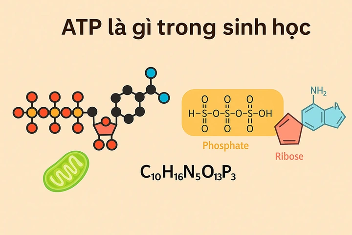 Tải Ngay Hình Ảnh Atp: Bộ Sưu Tập Đồ Họa Vector, 3d & Cấu Trúc Phân Tử Cho Nhà Thiết Kế & Nhà Khoa Học Tải Ngay Hình Ảnh Atp: Bộ Sưu Tập Đồ Họa Vector, 3d & Cấu Trúc Phân Tử Cho Nhà Thiết Kế & Nhà Khoa Học