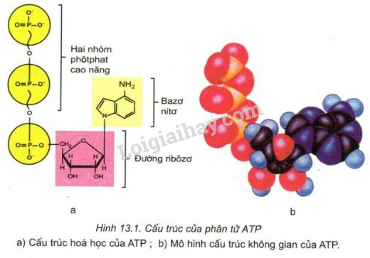 Tải Ngay Hình Ảnh Atp: Bộ Sưu Tập Đồ Họa Vector, 3d & Cấu Trúc Phân Tử Cho Nhà Thiết Kế & Nhà Khoa Học Tải Ngay Hình Ảnh Atp: Bộ Sưu Tập Đồ Họa Vector, 3d & Cấu Trúc Phân Tử Cho Nhà Thiết Kế & Nhà Khoa Học