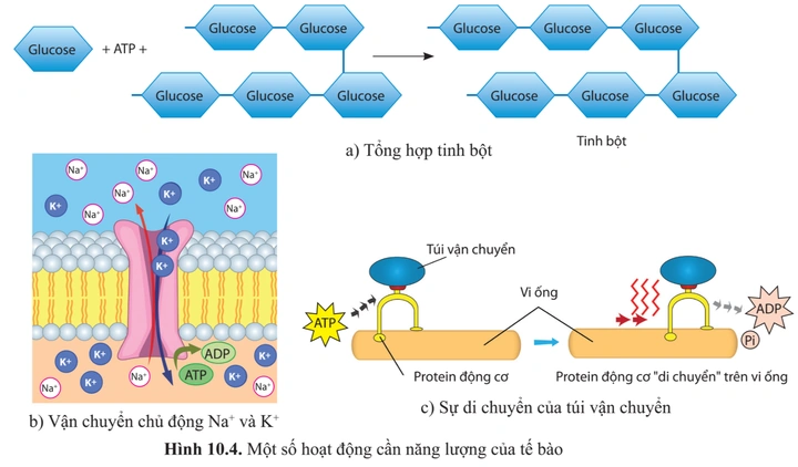 Tải Ngay Hình Ảnh Atp: Bộ Sưu Tập Đồ Họa Vector, 3d & Cấu Trúc Phân Tử Cho Nhà Thiết Kế & Nhà Khoa Học Tải Ngay Hình Ảnh Atp: Bộ Sưu Tập Đồ Họa Vector, 3d & Cấu Trúc Phân Tử Cho Nhà Thiết Kế & Nhà Khoa Học