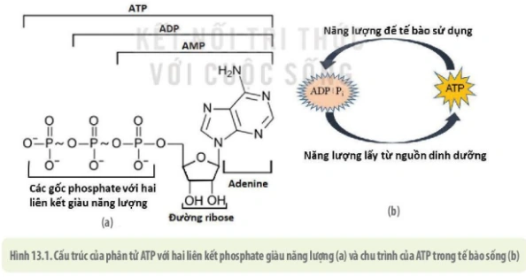Tải Ngay Hình Ảnh Atp: Bộ Sưu Tập Đồ Họa Vector, 3d & Cấu Trúc Phân Tử Cho Nhà Thiết Kế & Nhà Khoa Học Tải Ngay Hình Ảnh Atp: Bộ Sưu Tập Đồ Họa Vector, 3d & Cấu Trúc Phân Tử Cho Nhà Thiết Kế & Nhà Khoa Học