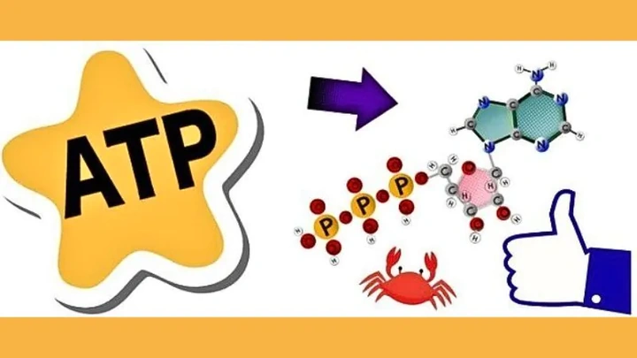Tải Ngay Hình Ảnh Atp: Bộ Sưu Tập Đồ Họa Vector, 3d & Cấu Trúc Phân Tử Cho Nhà Thiết Kế & Nhà Khoa Học Tải Ngay Hình Ảnh Atp: Bộ Sưu Tập Đồ Họa Vector, 3d & Cấu Trúc Phân Tử Cho Nhà Thiết Kế & Nhà Khoa Học
