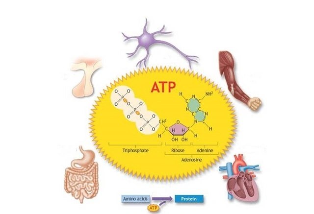 Tải Ngay Hình Ảnh Atp: Bộ Sưu Tập Đồ Họa Vector, 3d & Cấu Trúc Phân Tử Cho Nhà Thiết Kế & Nhà Khoa Học Tải Ngay Hình Ảnh Atp: Bộ Sưu Tập Đồ Họa Vector, 3d & Cấu Trúc Phân Tử Cho Nhà Thiết Kế & Nhà Khoa Học