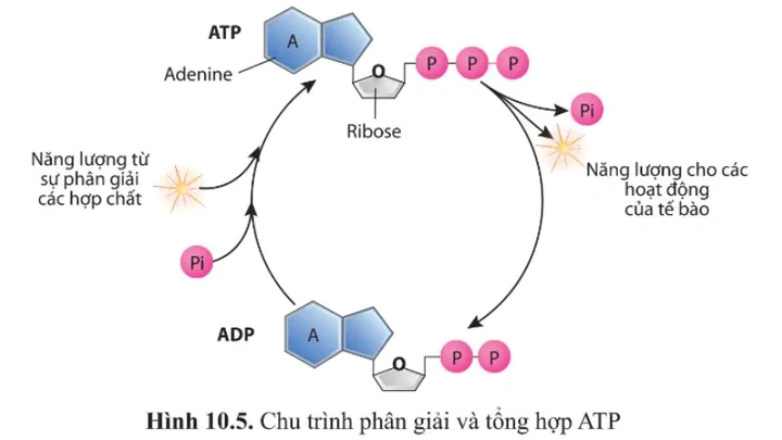 Tải Ngay Hình Ảnh Atp: Bộ Sưu Tập Đồ Họa Vector, 3d & Cấu Trúc Phân Tử Cho Nhà Thiết Kế & Nhà Khoa Học Tải Ngay Hình Ảnh Atp: Bộ Sưu Tập Đồ Họa Vector, 3d & Cấu Trúc Phân Tử Cho Nhà Thiết Kế & Nhà Khoa Học