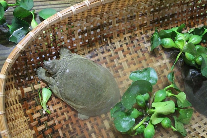 Hình Ảnh Baba: Tập Hợp Toàn Bộ Hình Ảnh, Phân Loại & Cách Tìm Kiếm Nhanh Cho Người Yêu Thú Nuôi