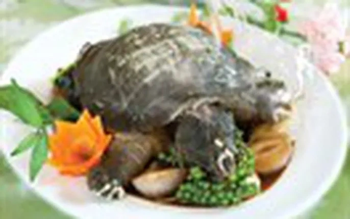 Hình Ảnh Baba: Tập Hợp Toàn Bộ Hình Ảnh, Phân Loại & Cách Tìm Kiếm Nhanh Cho Người Yêu Thú Nuôi