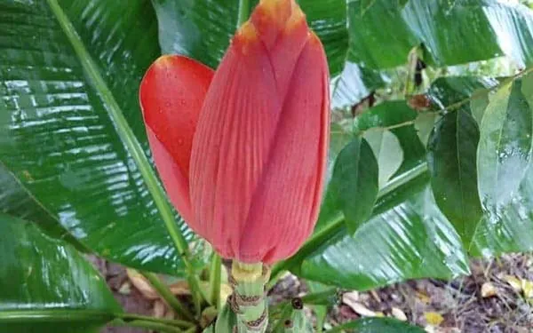 Khám Phá Hình Ảnh Bắp Chuối Cùng Các Loại Bắp Chuối Dành Cho Bà Nội Trợ Khám Phá Hình Ảnh Bắp Chuối Cùng Các Loại Bắp Chuối Dành Cho Bà Nội Trợ