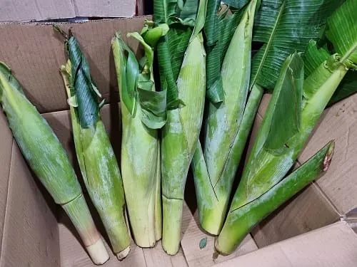 Khám Phá Hình Ảnh Bắp Chuối Cùng Các Loại Bắp Chuối Dành Cho Bà Nội Trợ Khám Phá Hình Ảnh Bắp Chuối Cùng Các Loại Bắp Chuối Dành Cho Bà Nội Trợ