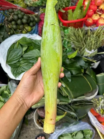 Khám Phá Hình Ảnh Bắp Chuối Cùng Các Loại Bắp Chuối Dành Cho Bà Nội Trợ Khám Phá Hình Ảnh Bắp Chuối Cùng Các Loại Bắp Chuối Dành Cho Bà Nội Trợ