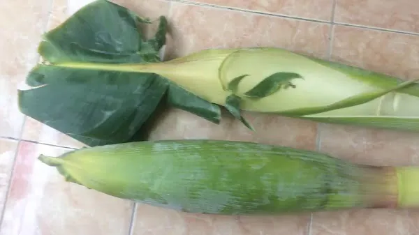 Khám Phá Hình Ảnh Bắp Chuối Cùng Các Loại Bắp Chuối Dành Cho Bà Nội Trợ Khám Phá Hình Ảnh Bắp Chuối Cùng Các Loại Bắp Chuối Dành Cho Bà Nội Trợ