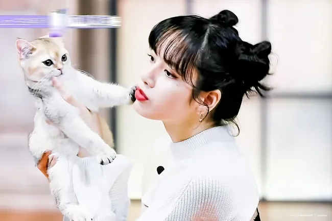 Tải Bộ Sưu Tập Hình Ảnh Blackpink Lisa Đẹp, Ngầu, Cute Mới Nhất Cho Fan Kpop Kèm Ảnh Chibi, Hình Nền