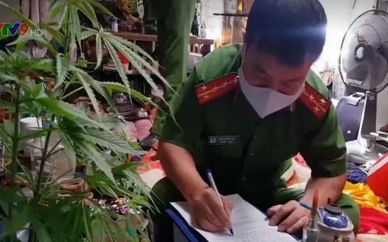 Xem Hình Ảnh Bồ Đà (cần Sa) Và Hướng Dẫn Nhận Diện Cho Người Dùng Xem Hình Ảnh Bồ Đà (cần Sa) Và Hướng Dẫn Nhận Diện Cho Người Dùng