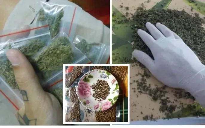 Xem Hình Ảnh Bồ Đà (cần Sa) Và Hướng Dẫn Nhận Diện Cho Người Dùng Xem Hình Ảnh Bồ Đà (cần Sa) Và Hướng Dẫn Nhận Diện Cho Người Dùng