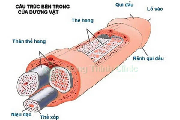 Hình Ảnh Bộ Phận Sinh Dục Nam Giới: Cấu Trúc Chi Tiết, Chức Năng & Thông Tin Y Khoa Dành Cho Người Truy Cập Hình Ảnh Bộ Phận Sinh Dục Nam Giới: Cấu Trúc Chi Tiết, Chức Năng & Thông Tin Y Khoa Dành Cho Người Truy Cập