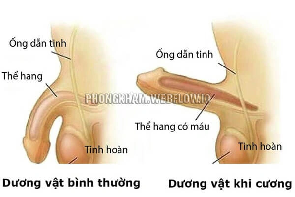 Hình Ảnh Bộ Phận Sinh Dục Nam Giới: Cấu Trúc Chi Tiết, Chức Năng & Thông Tin Y Khoa Dành Cho Người Truy Cập Hình Ảnh Bộ Phận Sinh Dục Nam Giới: Cấu Trúc Chi Tiết, Chức Năng & Thông Tin Y Khoa Dành Cho Người Truy Cập