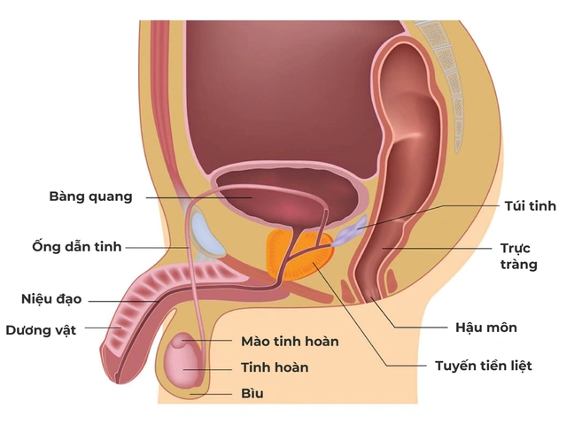 Hình Ảnh Bộ Phận Sinh Dục Nam Giới: Cấu Trúc Chi Tiết, Chức Năng & Thông Tin Y Khoa Dành Cho Người Truy Cập Hình Ảnh Bộ Phận Sinh Dục Nam Giới: Cấu Trúc Chi Tiết, Chức Năng & Thông Tin Y Khoa Dành Cho Người Truy Cập