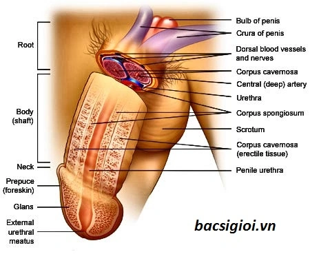 Hình Ảnh Bộ Phận Sinh Dục Nam Giới: Cấu Trúc Chi Tiết, Chức Năng & Thông Tin Y Khoa Dành Cho Người Truy Cập Hình Ảnh Bộ Phận Sinh Dục Nam Giới: Cấu Trúc Chi Tiết, Chức Năng & Thông Tin Y Khoa Dành Cho Người Truy Cập